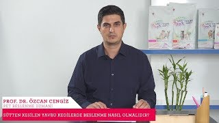 Sütten Kesilen Yavru Kedilerde Beslenme Nasıl Olmalıdır? Prof. Dr. Özcan Cengiz