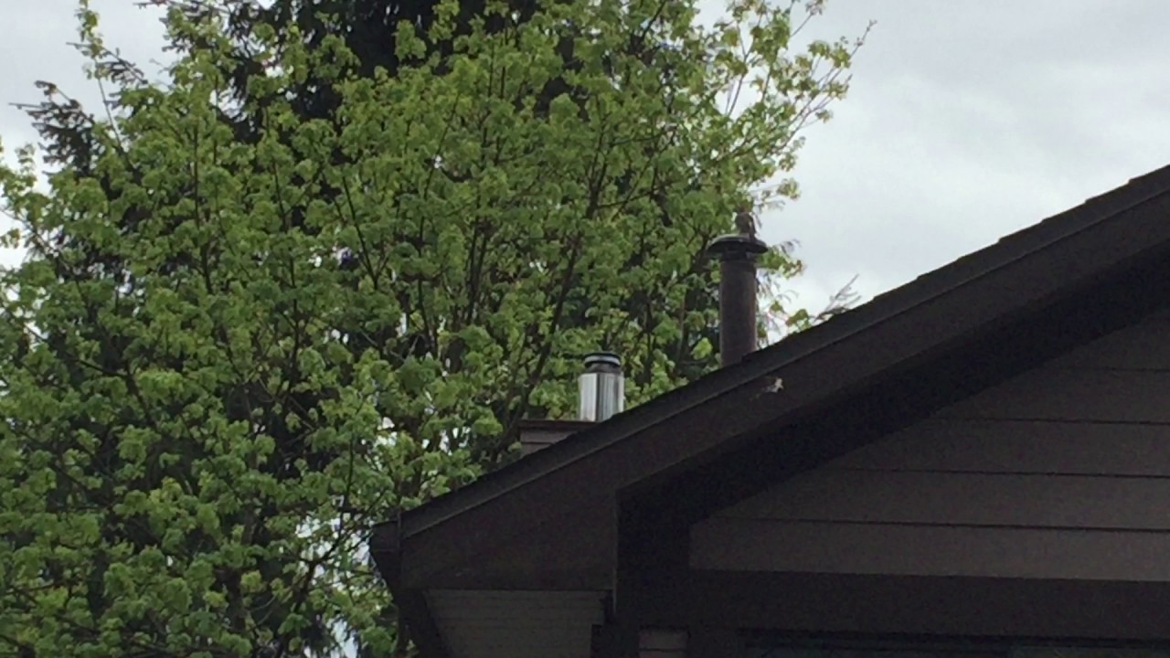 Woodpecker On Roof YouTube
