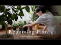 植物の植え替え / お気に入りの鉢と衣替え / Plant Tour