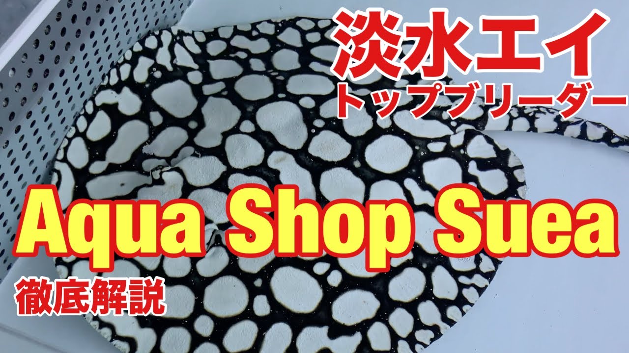 Ведущий заводчик г-н Суэа рассказывает о пресноводных скатах