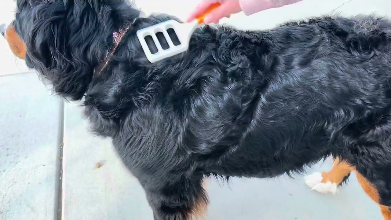 FUR4 deShedding Dog Brush Review 🐾 | Easy Grooming for Long Hair Dogs