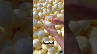 5 Fruits That Are Harmful if eaten the wrong way