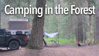 Camping in the centuries-old coniferous forest!