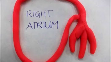 Epithelial to Mesenchymal Transition in Heart Valvulogenesis