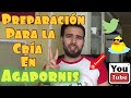 Preparación para la cría en agapornis (Fauna Indoor)