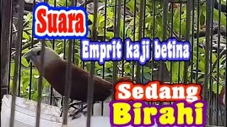 suara emprit kaji betina sawah sedang birahi.