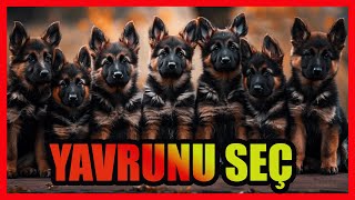 YAVRU KÖPEK SEÇERKEN NELERE DİKKAT ETMEK GEREKLİ