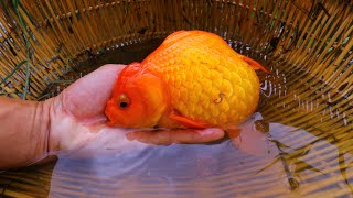 Giant Oranda Fish 1Kg_Catching A lot of Beautiful Red, Golden, Rinken and Giant Oranda Fish in Field