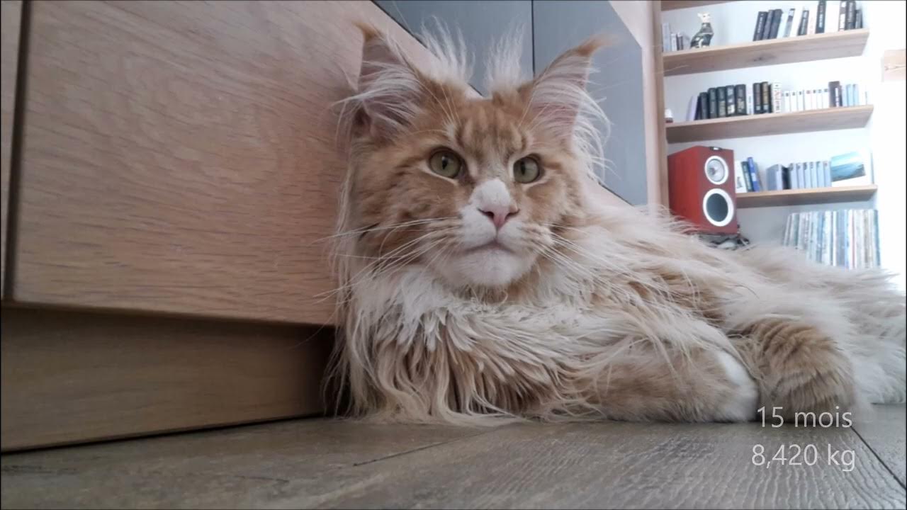 Evolution et poids de notre Maine Coon YouTube