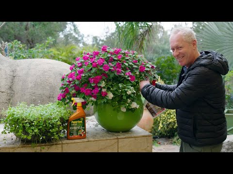 The Garden Gurus