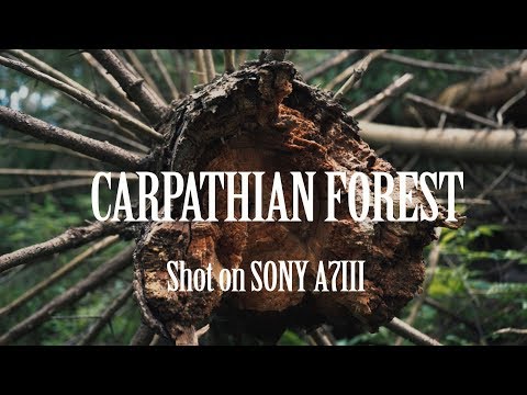 Видео: CARPATHIAN FOREST