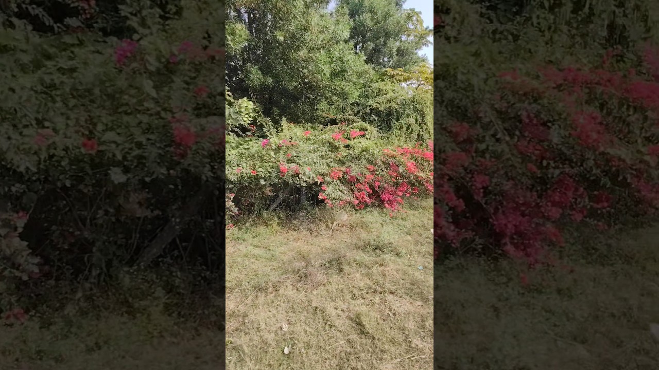 Towards our Village🏞️🏞️ #villagelife #viralvideo #youtubeshorts