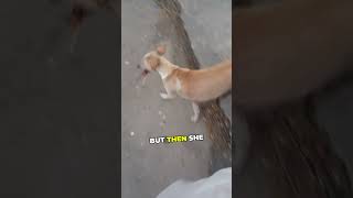 Dog asks man to follow her then does THIS! 🤯💛 #straydog #pets #smartanimals