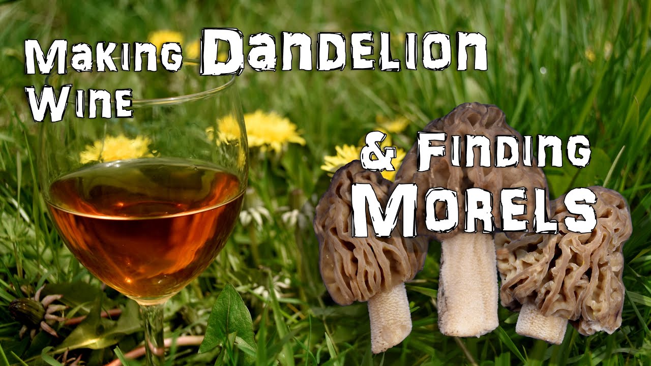 How to make Wild Dandelion Wine and Finding Halffree Morels 2023 YouTube