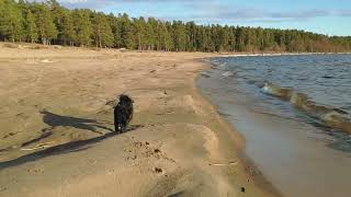 Schipperke Vince Walks in the April Forest by Vince Schipperke 810 views 1 year ago 1 minute, 50 seconds
