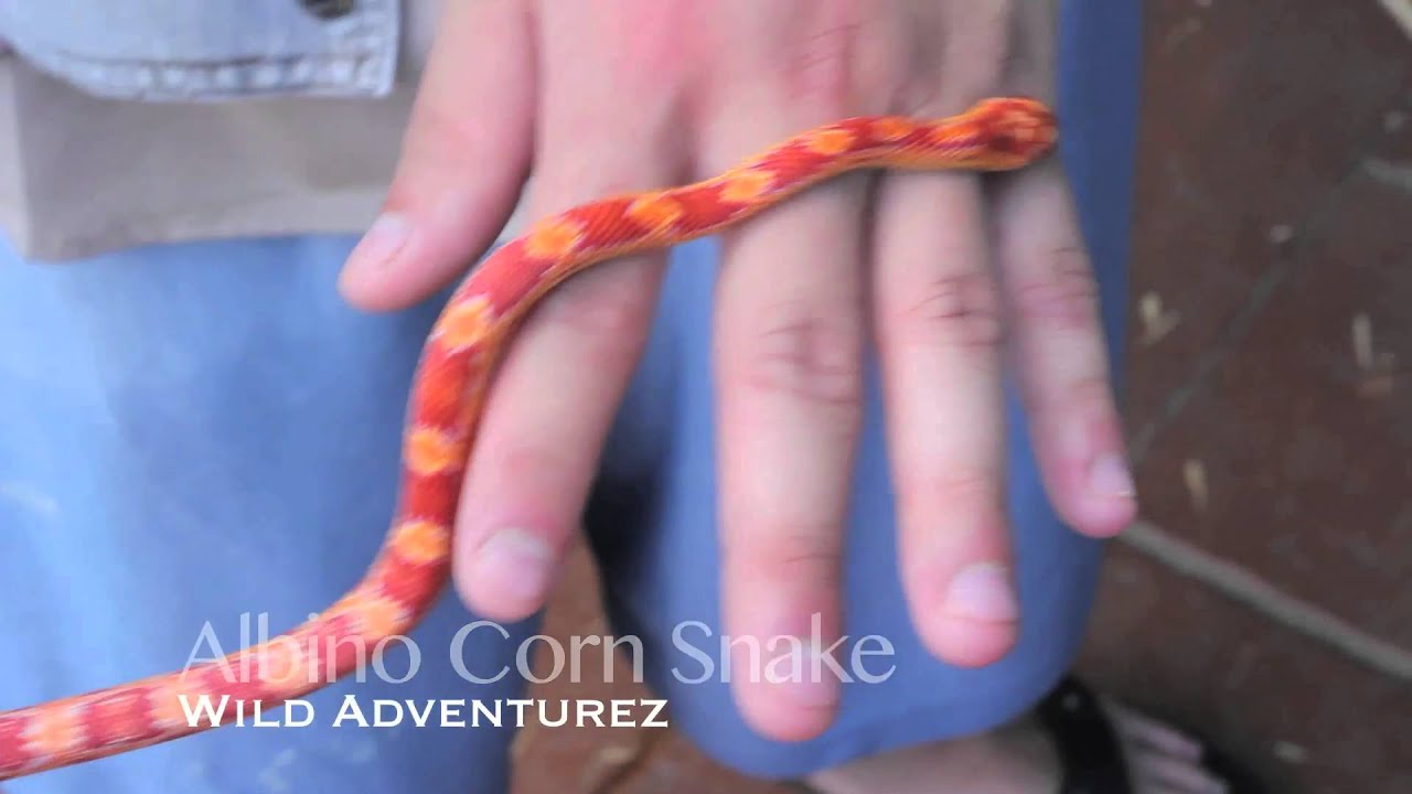 corn snake morphs Baby Albino Corn Snake