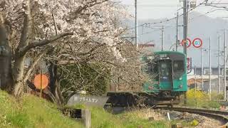 JR加古川線 沿線　桜