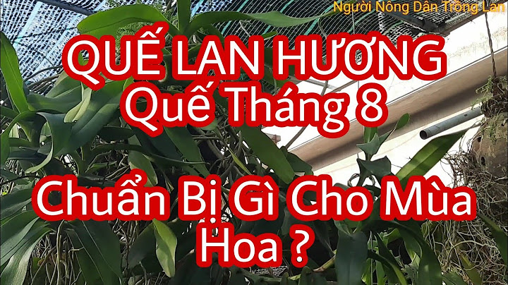 Tháng 8 là mùa hoa gì năm 2024