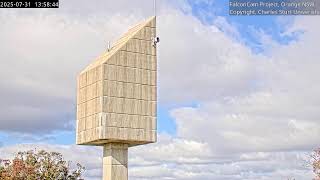 Tower Cam - FalconCam Project LIVE
