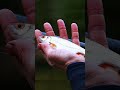 How To Catch Hundred of fish NOW!