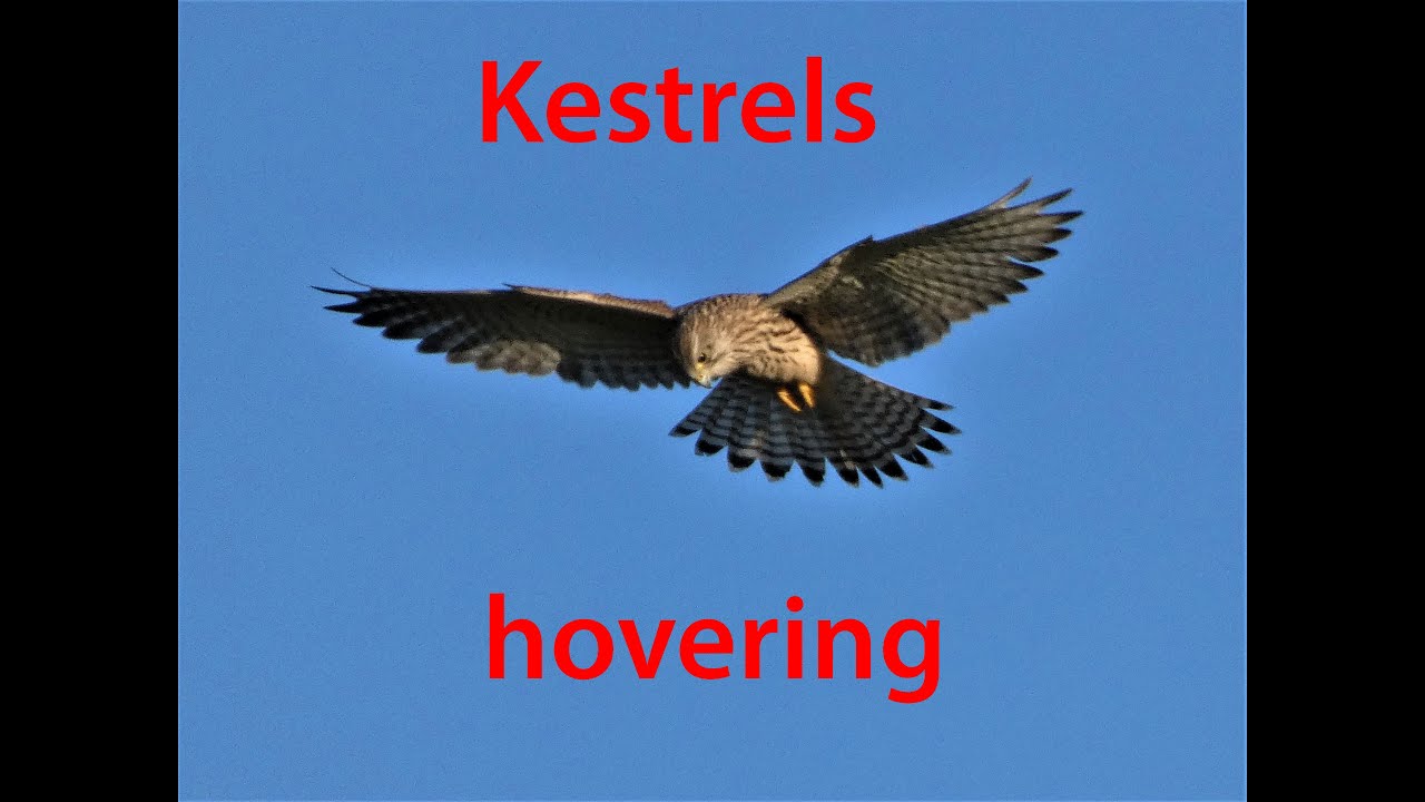 Slow motion Kestrels in Scotland plus some close ups. YouTube