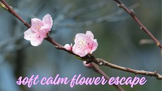 soft calm flower escape screenshot 5