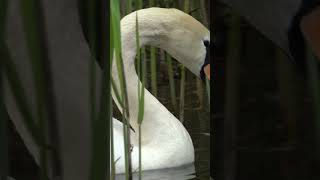 Adorable swan cygnets take their first swim