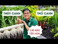 Ưu nhược điểm khi trồng rau thủy canh và rau thổ canh | So sánh chi tiết
