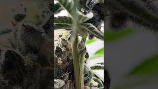 New Money Exotic/Frosty•Loops/Cut
