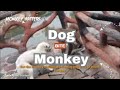 DONT WATCH, GRAPHIC CONTENT, dog bite monkey