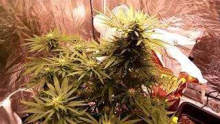 Critical kush (flower stage)