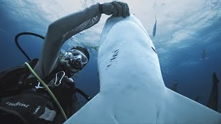 Saving the Seas: The Shark Project