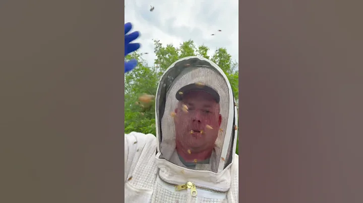 "Buzzing with Danger: My Encounter with Africanized Bees" aka “Killer Bees”
