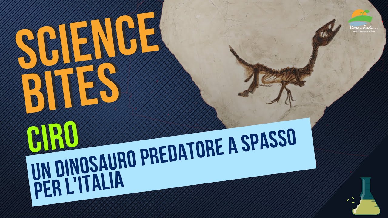 SCIENCE BITES Ciro un dinosauro predatore a spasso per l'Italia YouTube