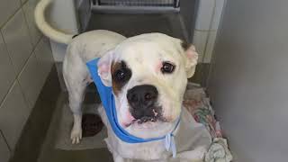 Acs A809696