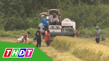 Theo máy cắt lúa bắt chuột, nhiều nguy hiểm rình rập | THDT