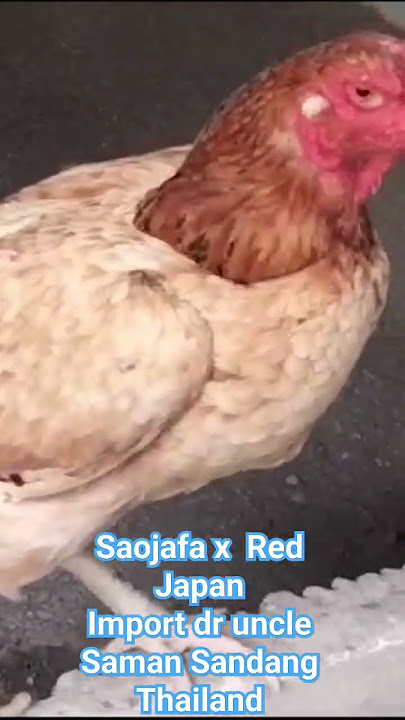 Babon Import Saojafa x Red Japan dr Uncle Saman Sandang Thailand Jago Joss Farm Semarang