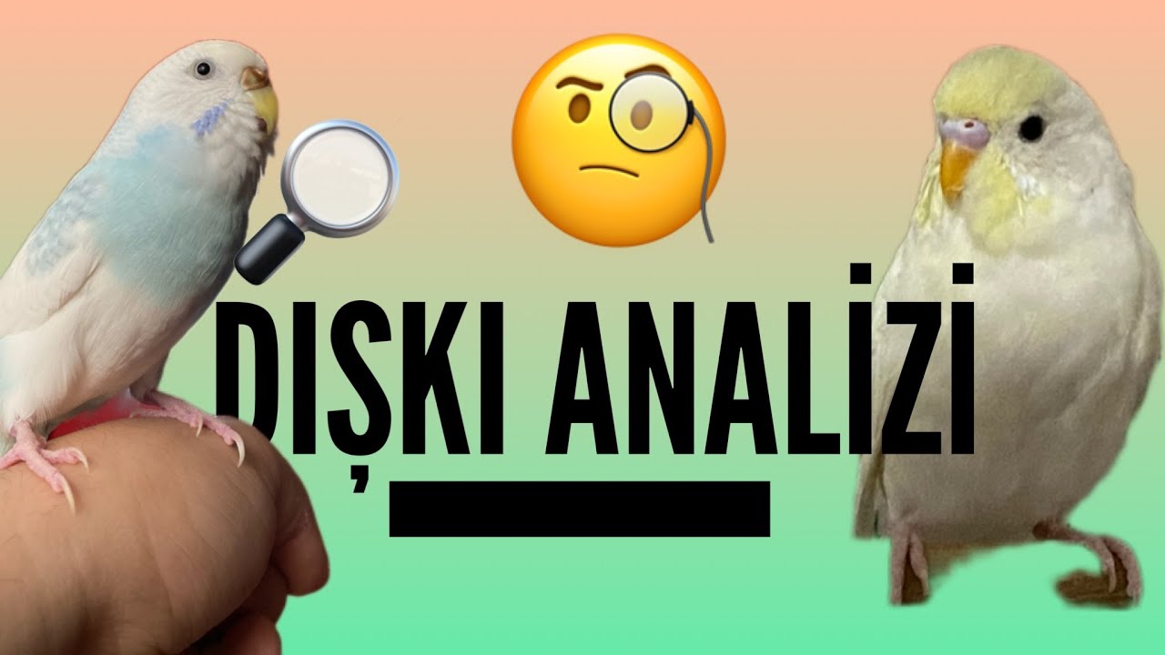 MUHABBET KUŞU DIŞKI ANALİZİ #muhabbetkuşu #budgie