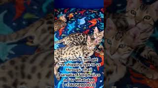 Get To Us Through Email Saraallar45 Or Whatsapp 13605890003