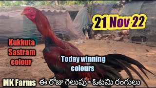Nov 21 kukkuta sastram | kukkuta sastram winning colours | roster hen colour update by mkfarms screenshot 5