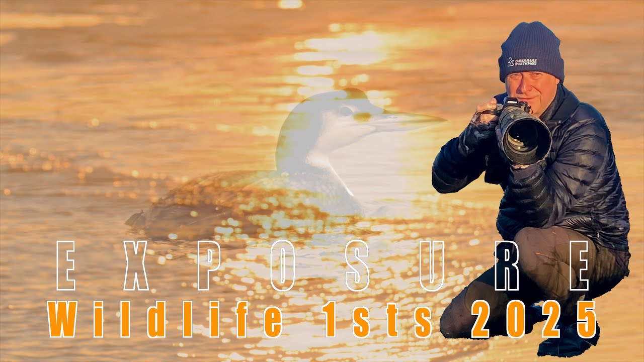 Exposure - Nightjar, Leveret and more | My HD Nature & Wildlife 1sts 2025