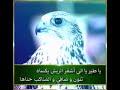 قصيدة بعنوان يا طير للشاعر بندر المانعي الدليمي
