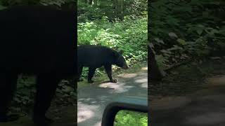 Bear Approaches Vehicle on Scenic Drive