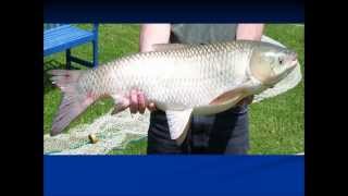 Pond Management