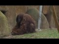 Bienvenidos a Sombras de Borneo, orangutanes en Zoo Aquarium de Madrid