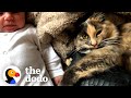 This Kitten Was Obsessed With Her Mom's Baby Bump | The Dodo Cat Crazy