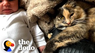 This Kitten Was Obsessed With Her Moms Baby Bump The Dodo Cat Crazy