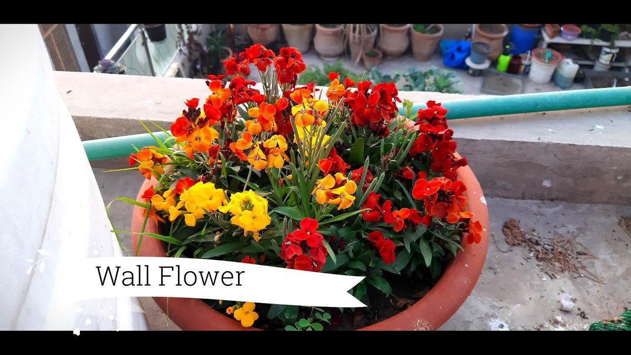 Erysimum Wallflower Winter Flower How To Sow Wallflower Seeds
