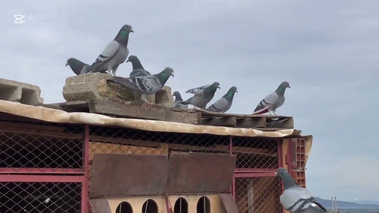 🕊️ Из-за высокой влажности и расстояния до туалета это крайне сложно, слава богу, это около 25 км.