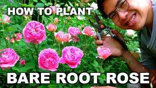 How to Plant BARE ROOT ROSES for AMAZING Blooms!